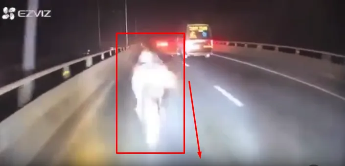 TNGT: Dừng xe gì giữa cầu, mà còn bên trái nữa, khác gì 44 đâu nhỉ!