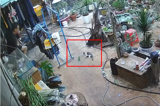 Ném dép cứu chim khỏi mèo.. nhưng không chết người trai khói lửa mà ngủm con chim :))