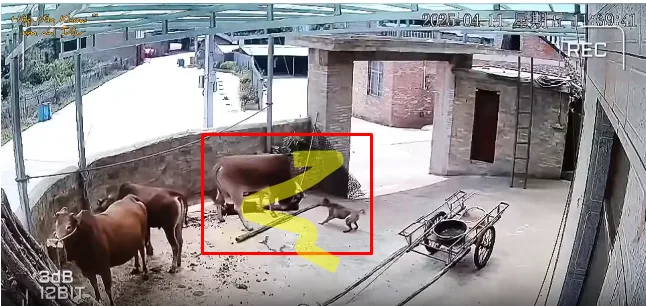 Qua daman con bò mộng, MN nuôi các loại động vật trong nhà đừng chủ quan nhé!