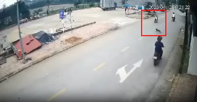 Đang đi thì chó chạy qua đường, ở Đông Sơn Tiên Du Bắc Ninh